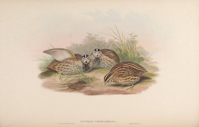 Coturnix coromandelica by John Gould